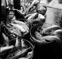 baskets of cod and haddock